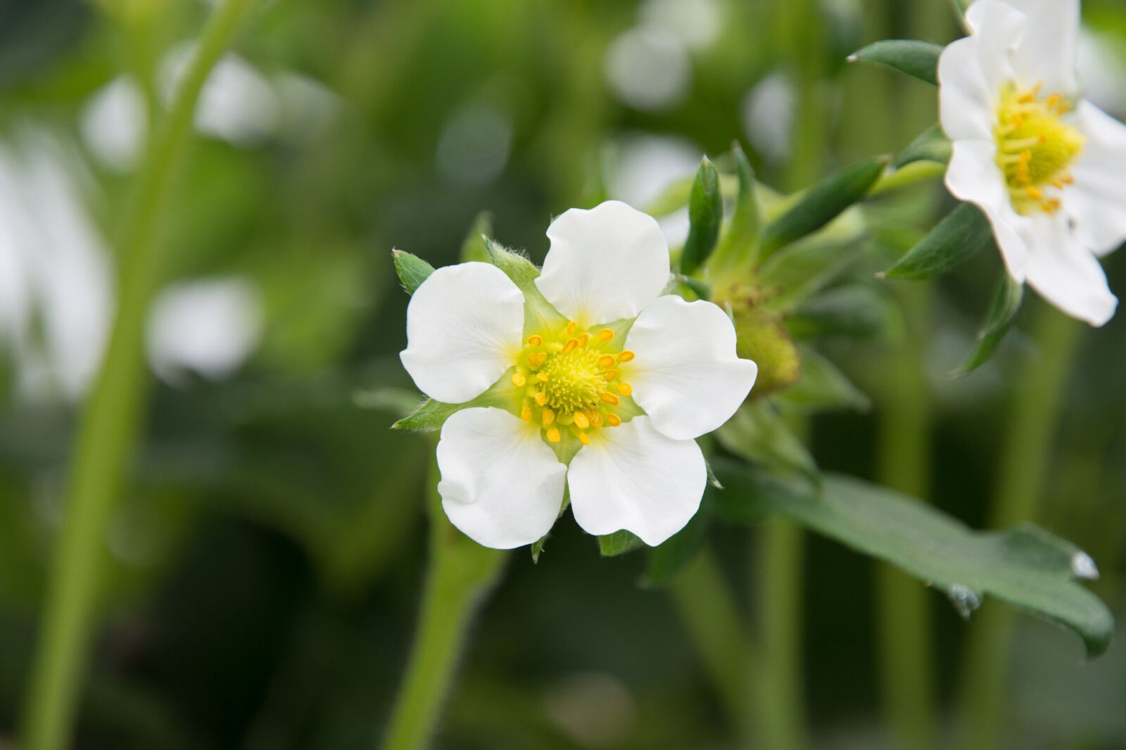 Nikon D7100 sample photo. Strawberry flower, flower, green photography