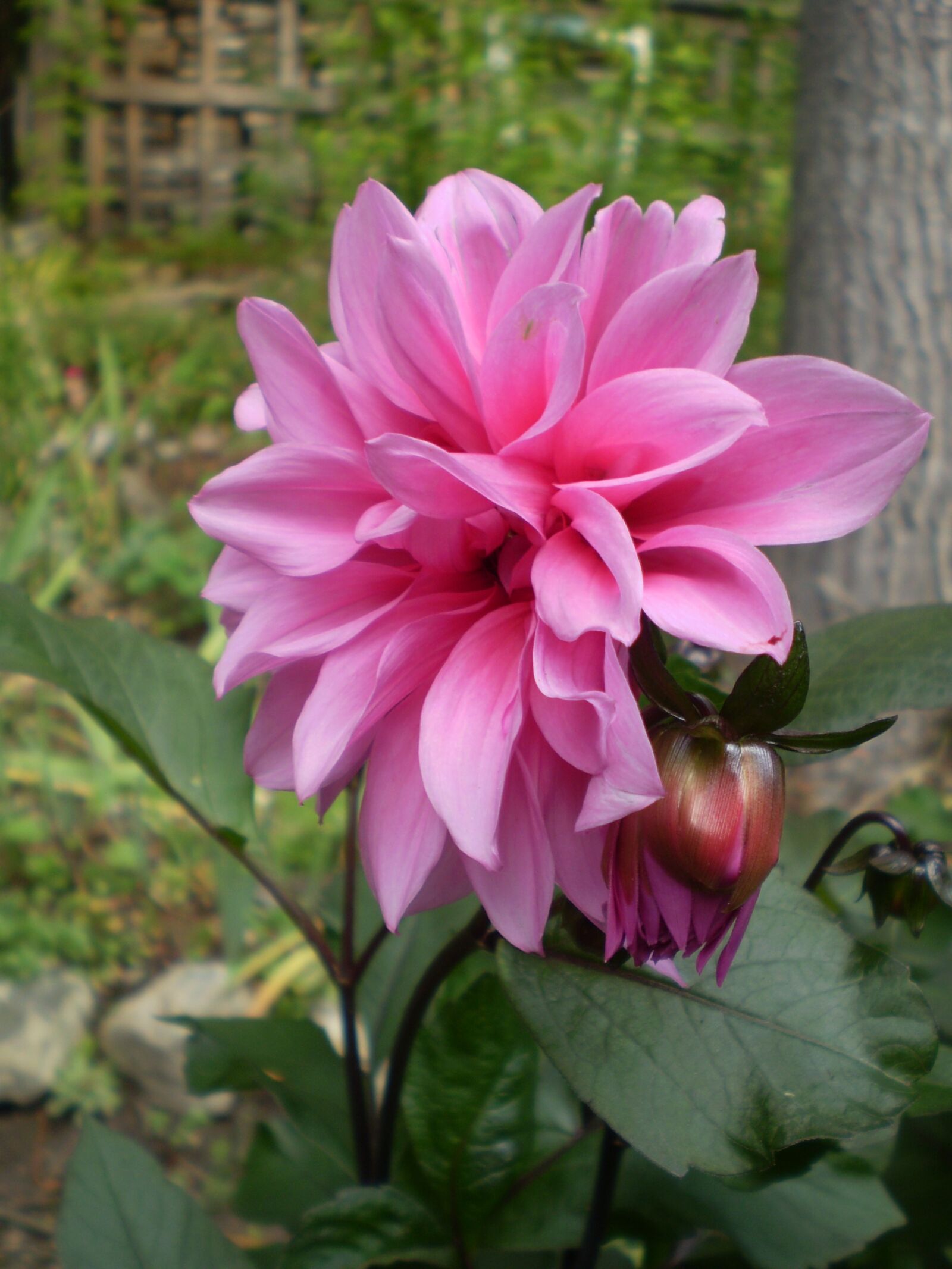 Olympus FE210,X775 sample photo. Dahlia, pink, flower photography