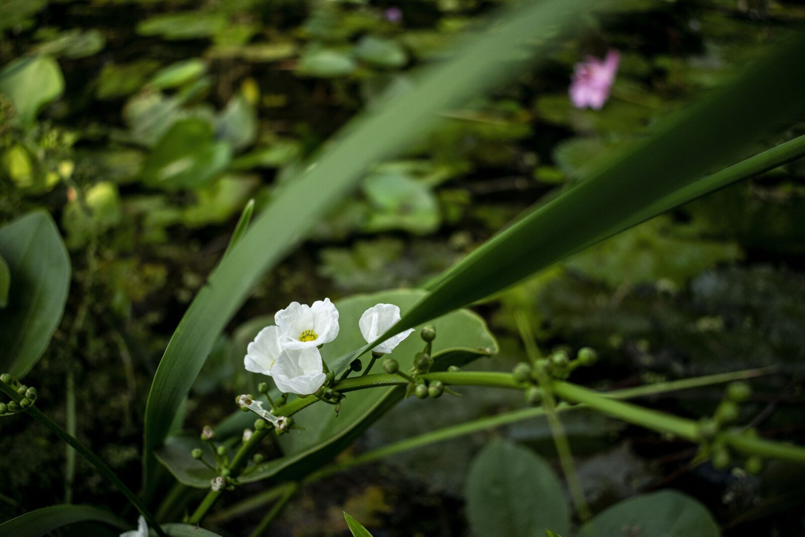 Nikon D5300 sample photo. Flowers, beautiful flowers, nature photography