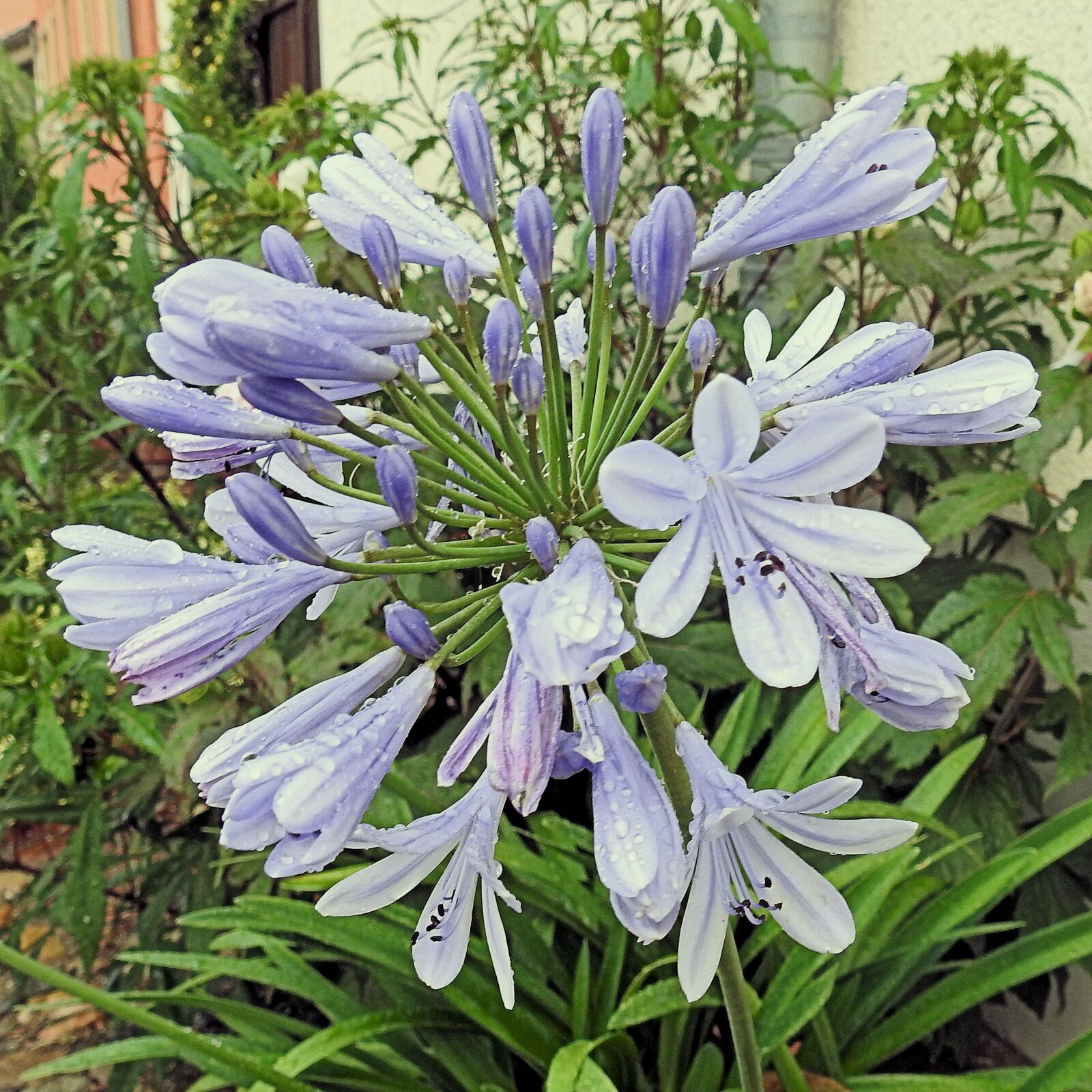 Nikon Coolpix P900 sample photo. Agapanthus, raindrop, blossom photography