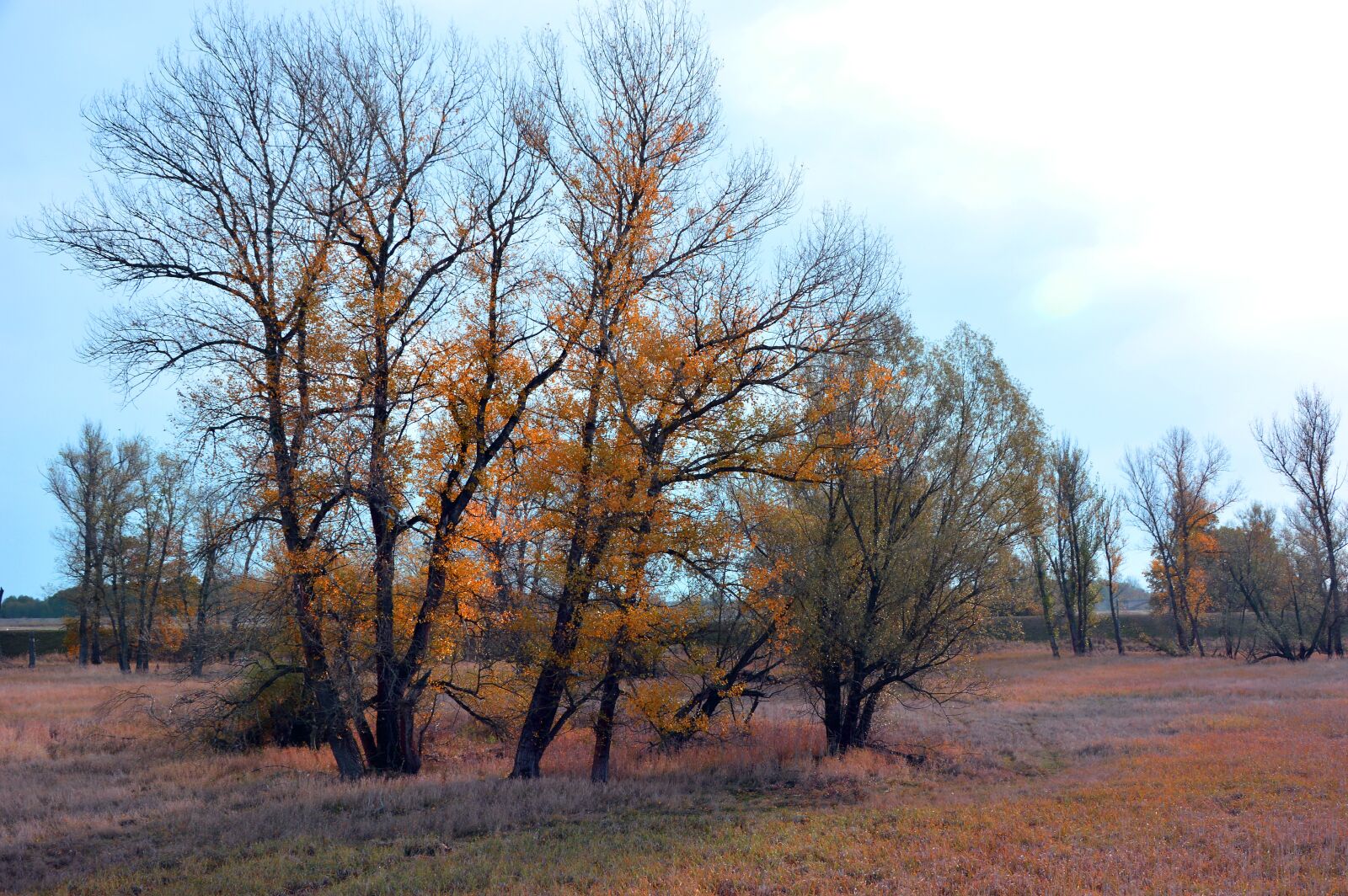 Nikon D3200 sample photo. Landscape, trees, nature photography
