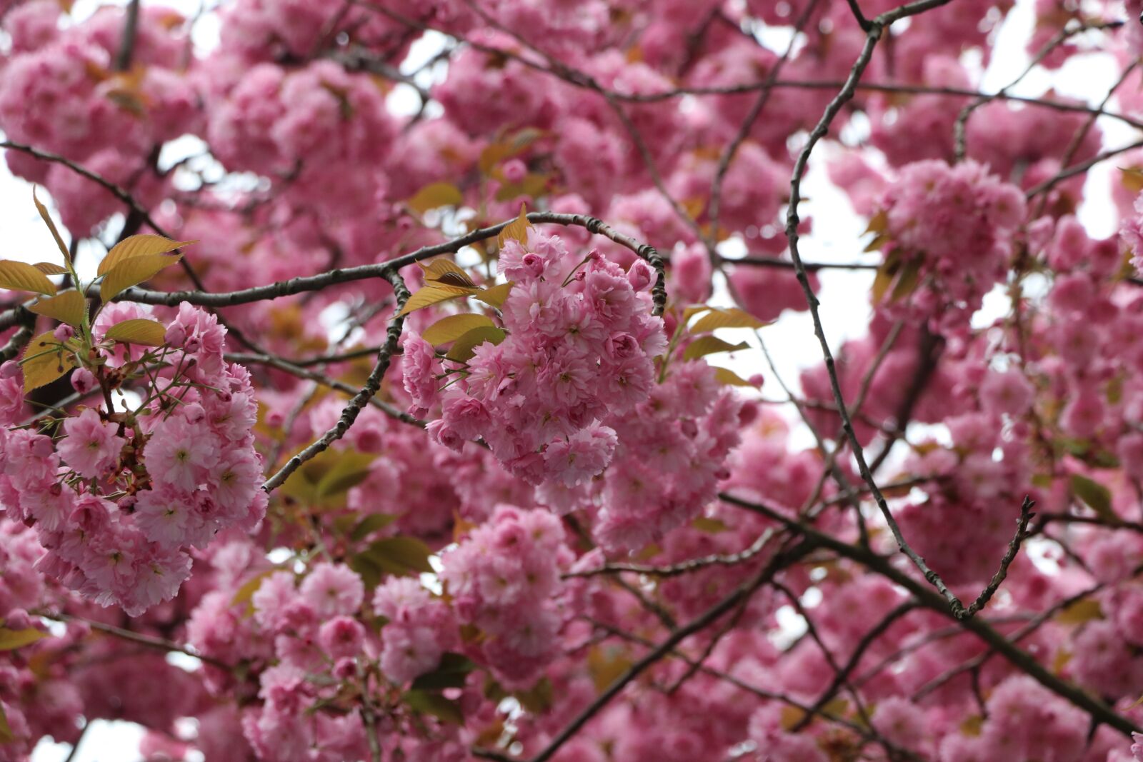 Canon EOS 80D sample photo. Cherry blossom, bonn, pink photography