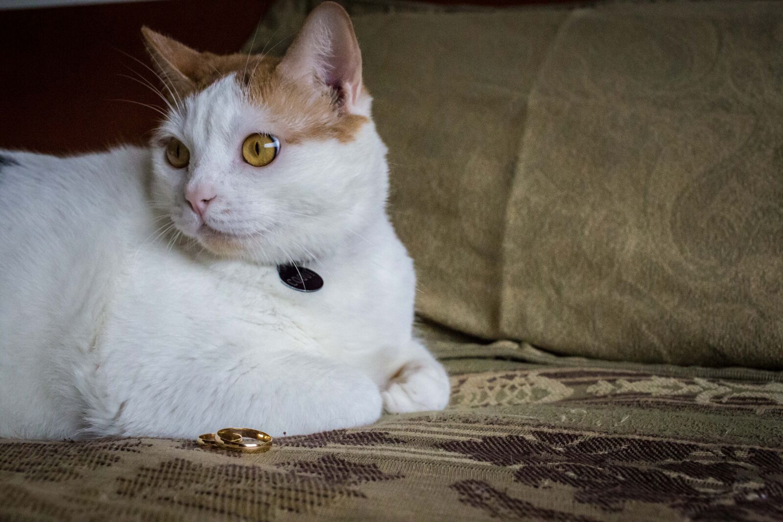 Canon EF 40mm F2.8 STM sample photo. Cat, cat, with, rings photography