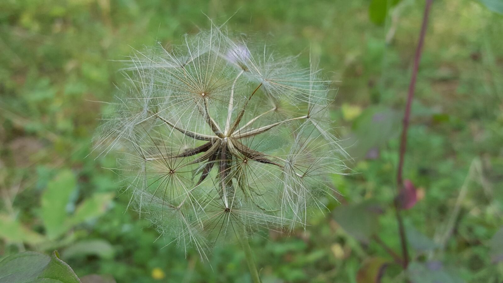 Samsung GALAXY S6 edge sample photo. Dandelion, nature, flower photography
