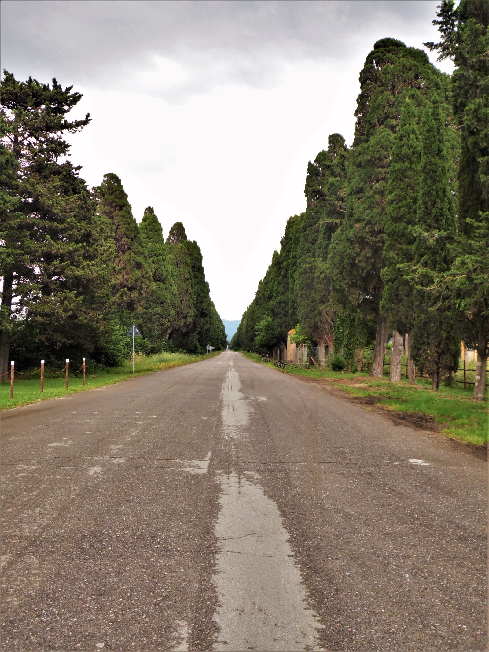 Samsung WB110/  WB111 sample photo. Italy, tuscany, cypress photography