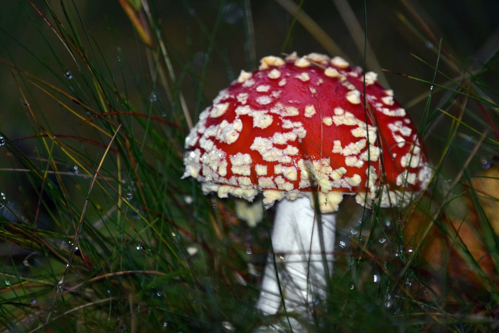 Nikon D3400 sample photo. Fly agaric red, muchomorek photography