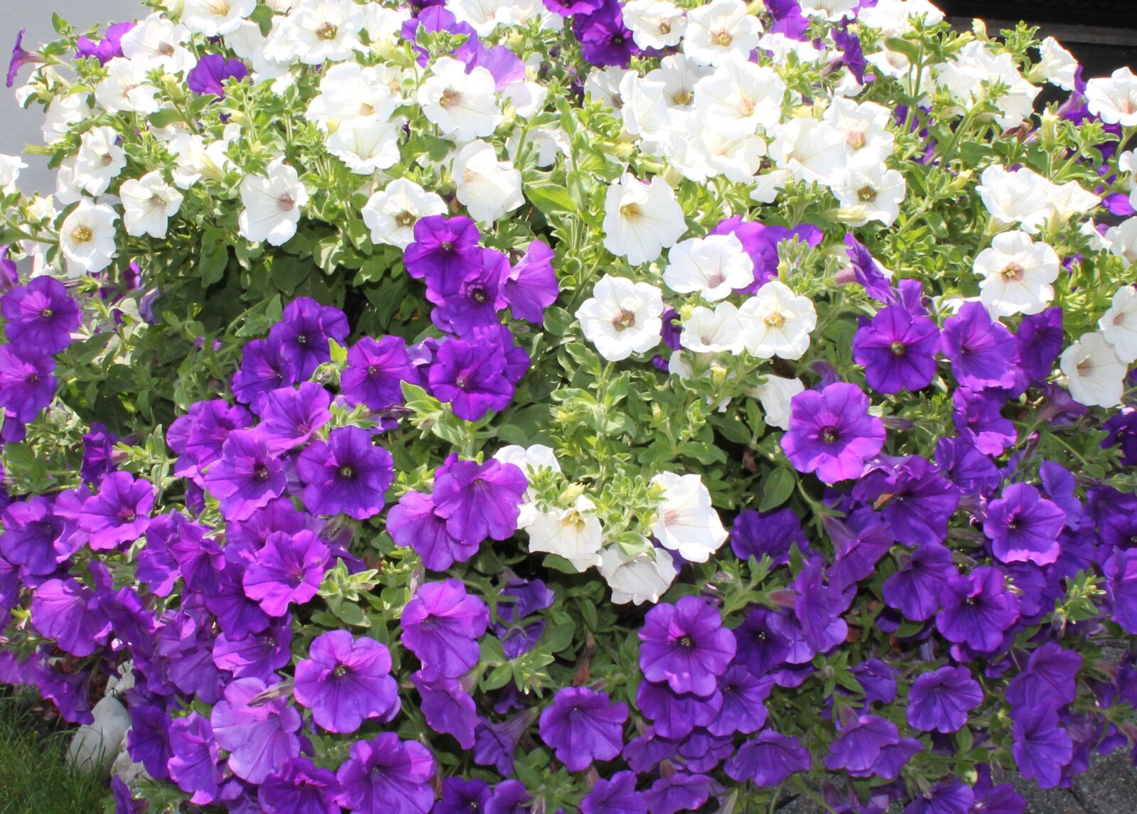 Canon EOS 1100D (EOS Rebel T3 / EOS Kiss X50) sample photo. Sea of flowers, purple photography