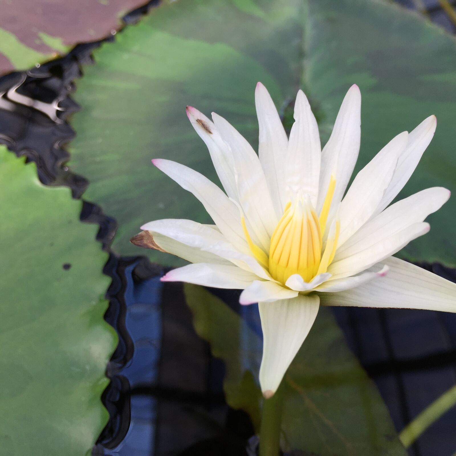 Apple iPhone 6 sample photo. Lotus, torus, flowers photography