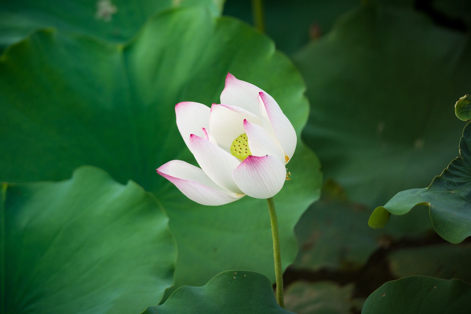 Nikon D7100 sample photo. Lotus, flower, blossom photography