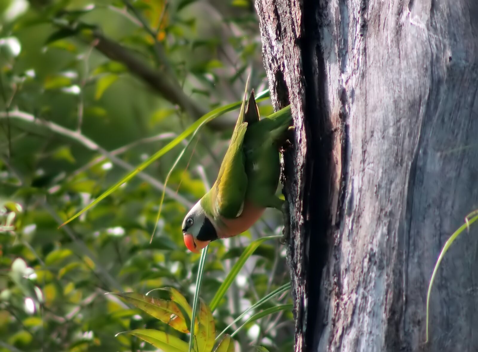 Tokina SD 400mm f/5.6 sample photo. Red-breasted parakeet, nest hole photography