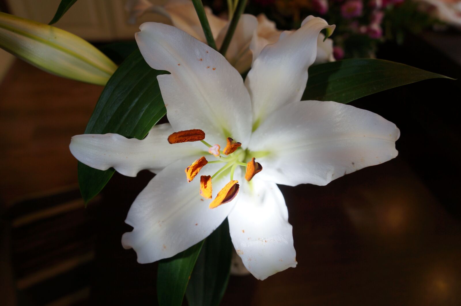 Sony SLT-A37 sample photo. Flower, green, blossom photography