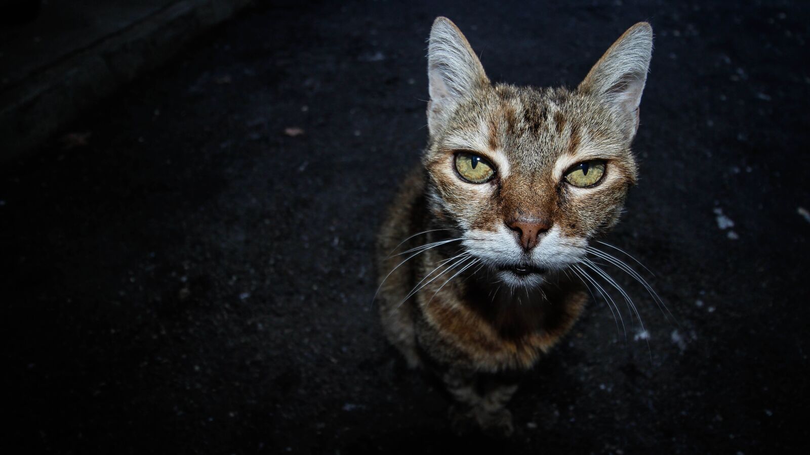 Canon EF-S 10-18mm F4.5–5.6 IS STM sample photo. Old cat, domestic, pet photography