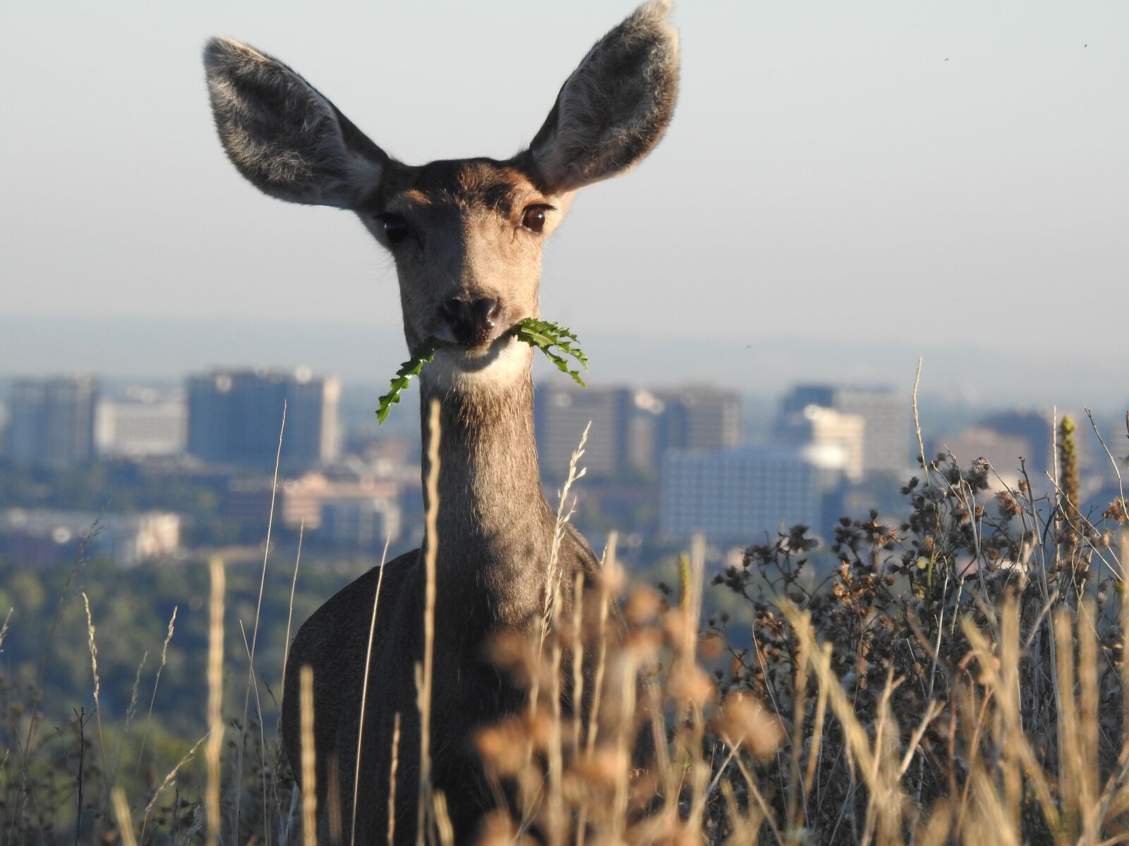 Nikon Coolpix P900 sample photo. Deer, denver, wildlife photography