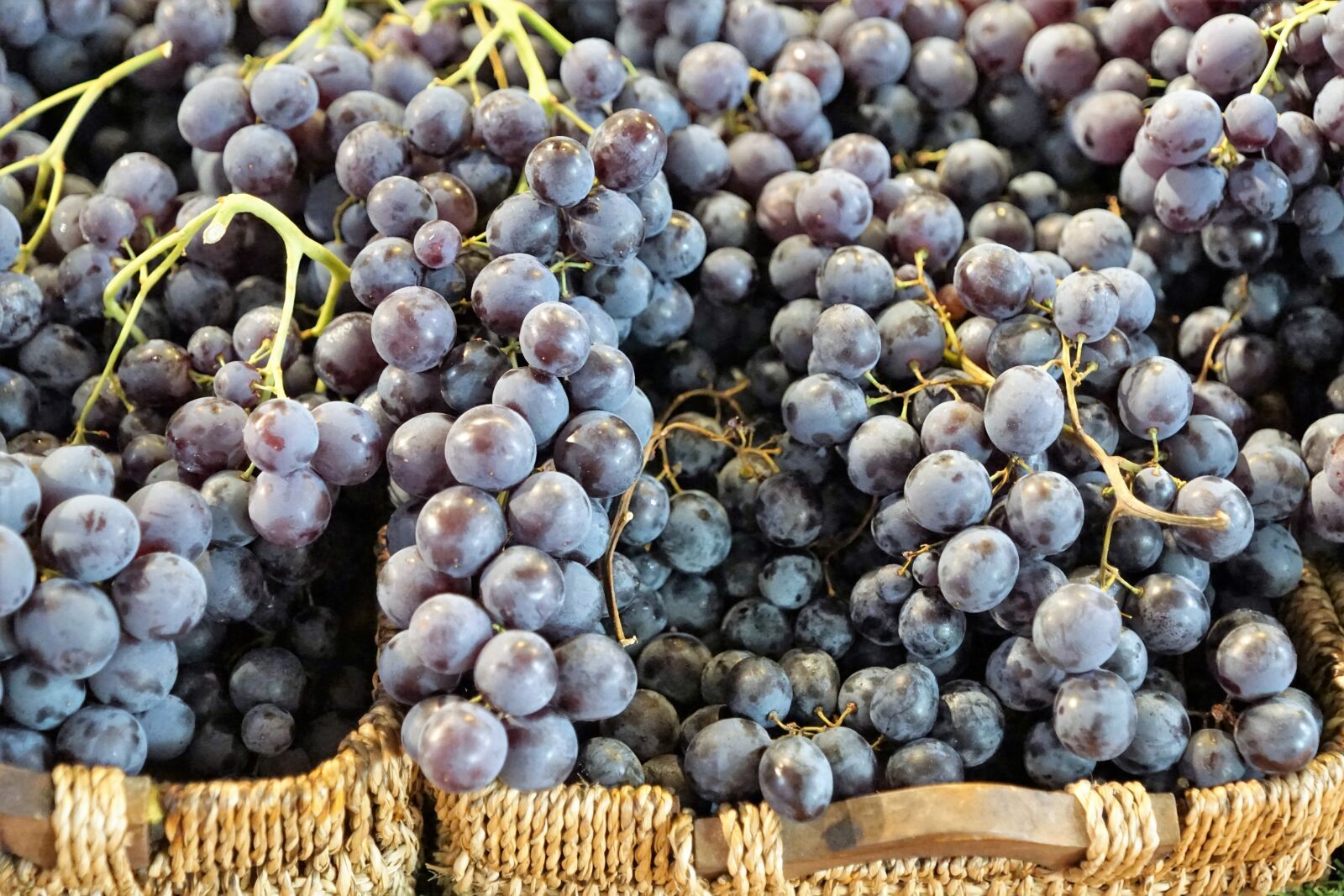 Sony ILCA-77M2 + Sony DT 16-50mm F2.8 SSM sample photo. Grapes, wine, vine photography