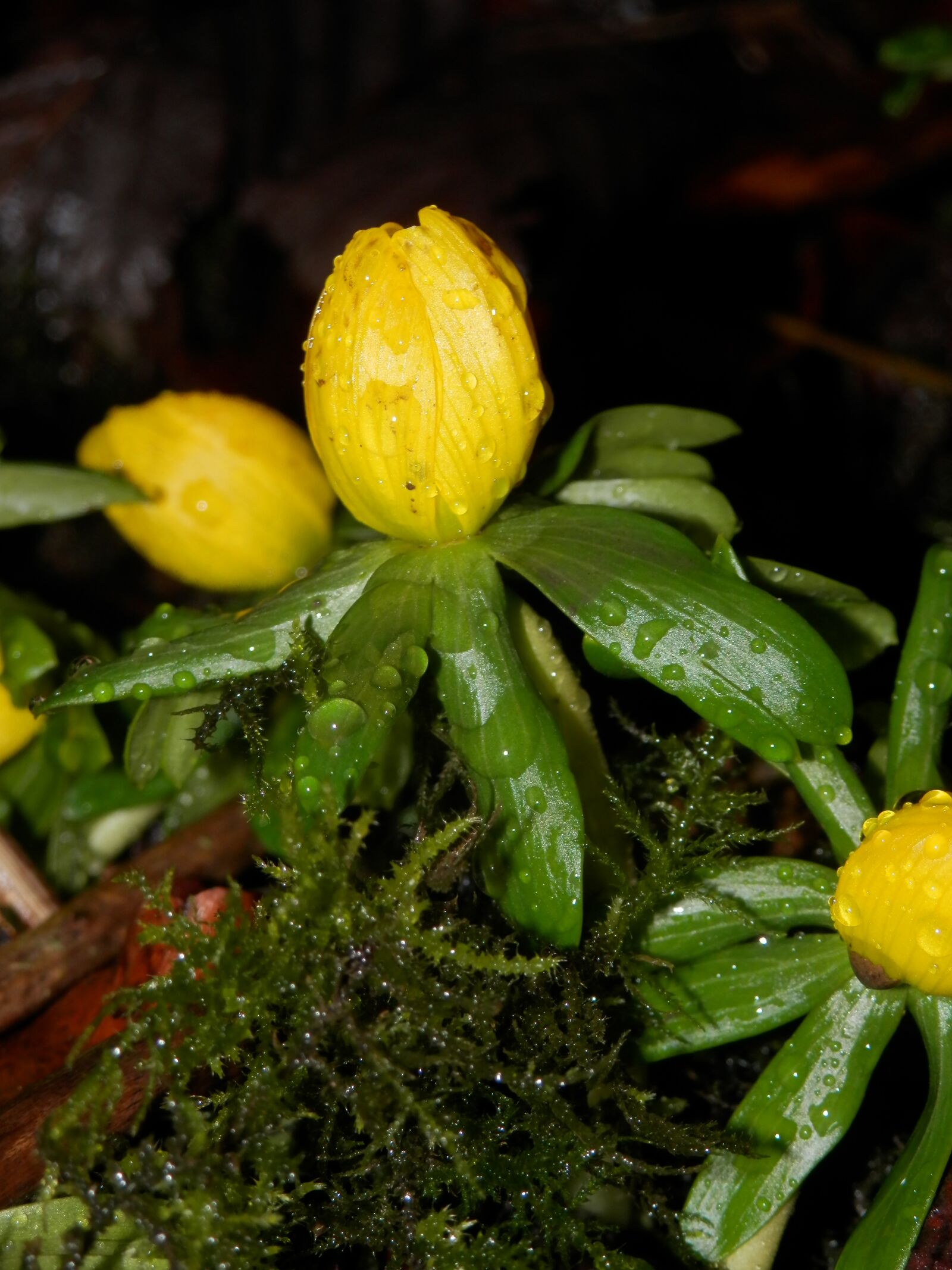 Olympus SZ-14 sample photo. Yellow, green, flower photography