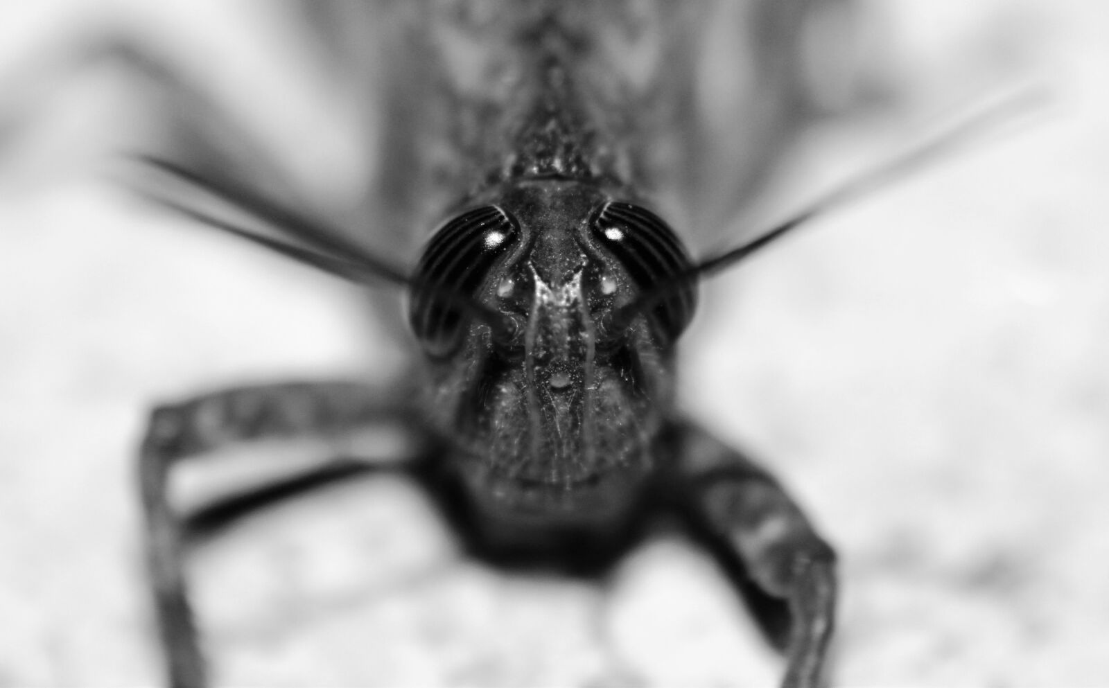 Canon EOS 550D (EOS Rebel T2i / EOS Kiss X4) sample photo. Grasshopper, macro, eyes photography