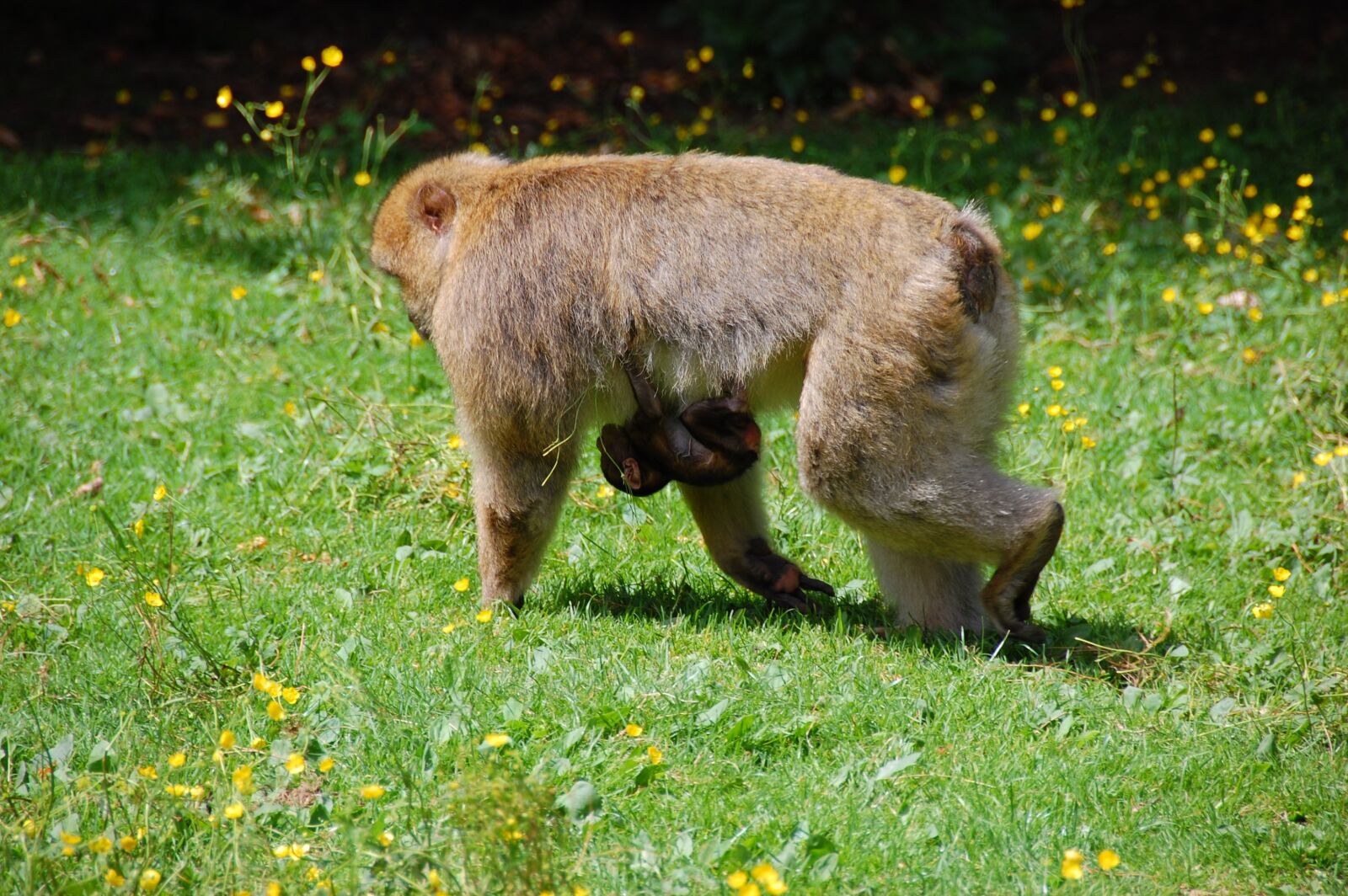 Nikon D40 sample photo. Monkey, monkey baby, animal photography
