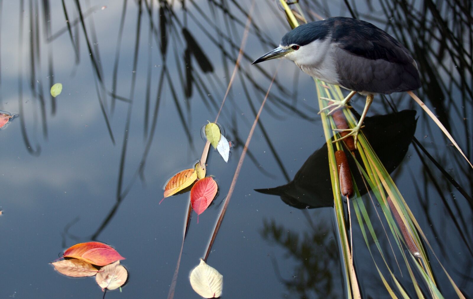 Canon EOS 5D sample photo. Migratory birds, hunt, reed photography