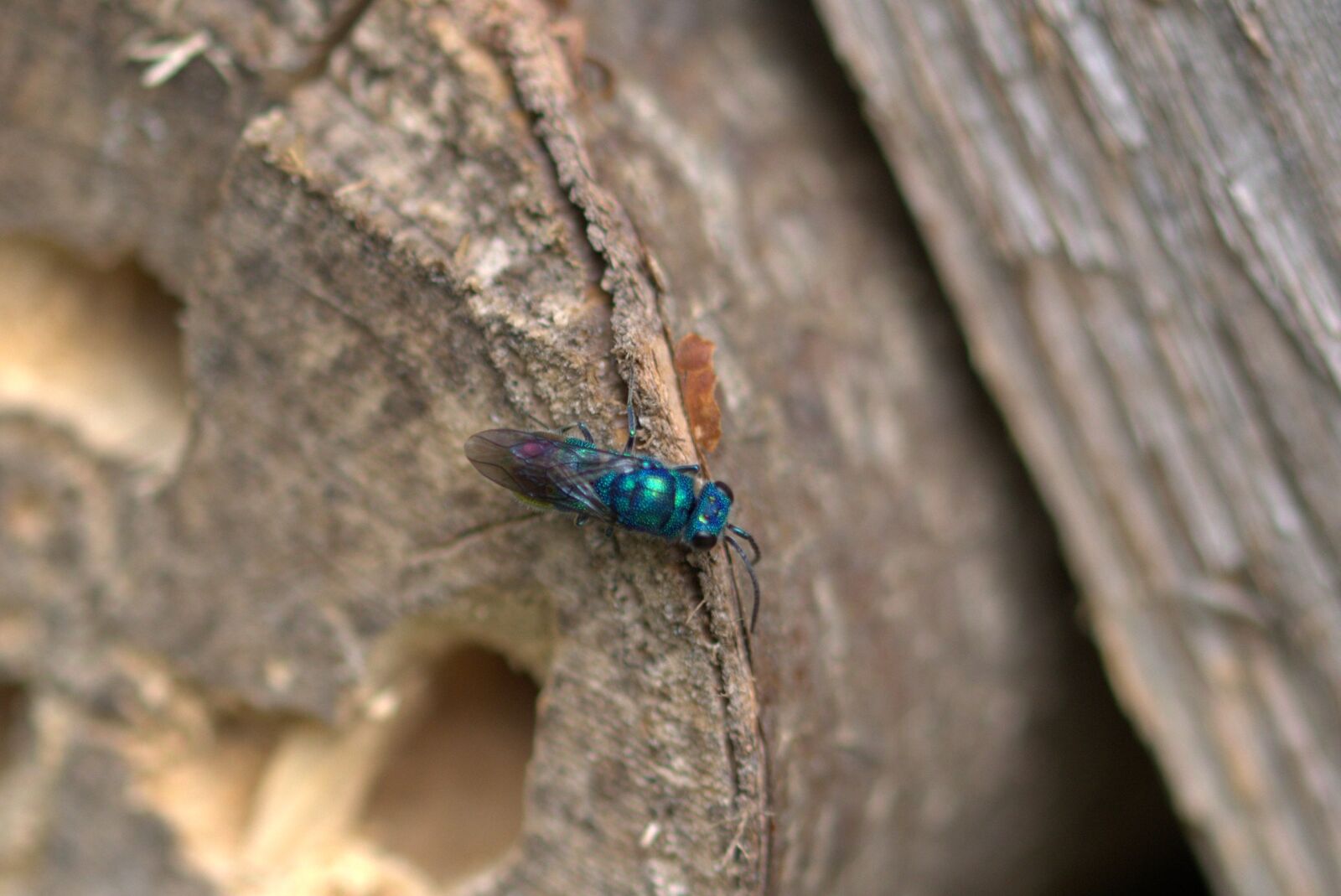 Nikon D5200 sample photo. Fly, colorful, lights up photography