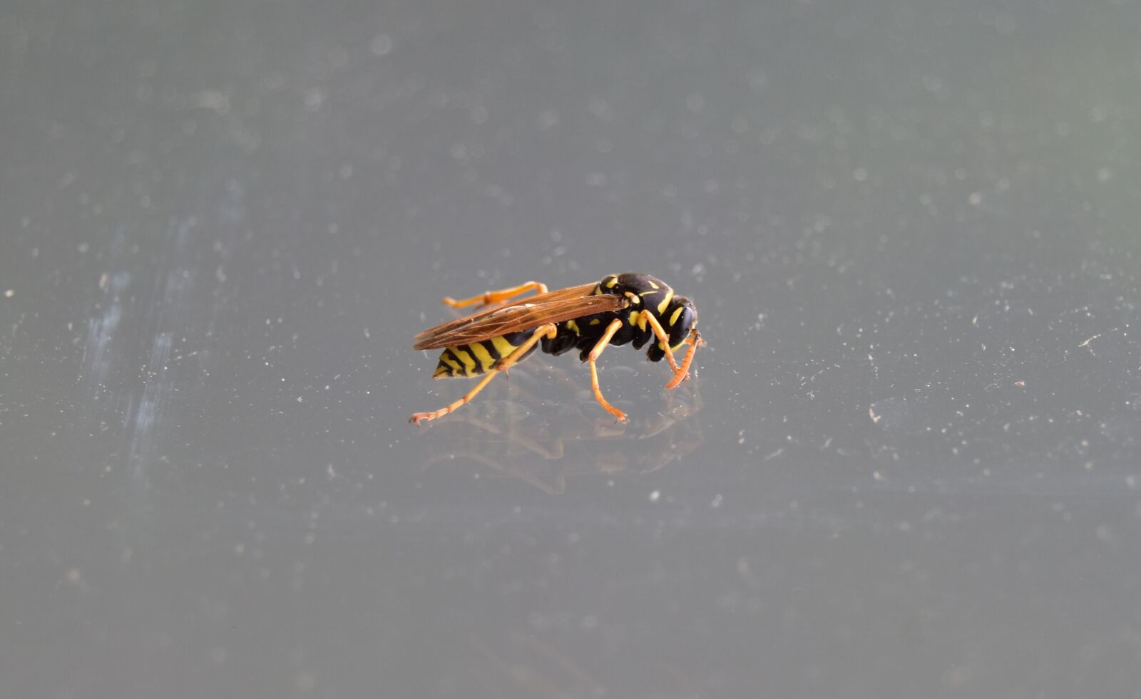 Nikon D5600 sample photo. Wasp, insect, sting photography