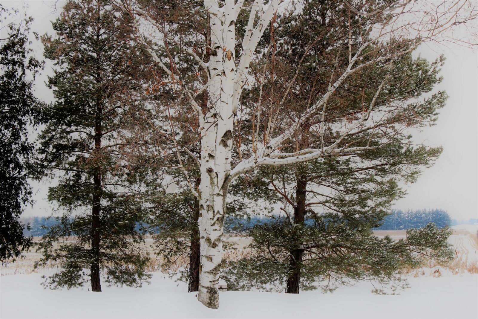 Canon EOS 1300D (EOS Rebel T6 / EOS Kiss X80) sample photo. Birch tree, snow, covered photography