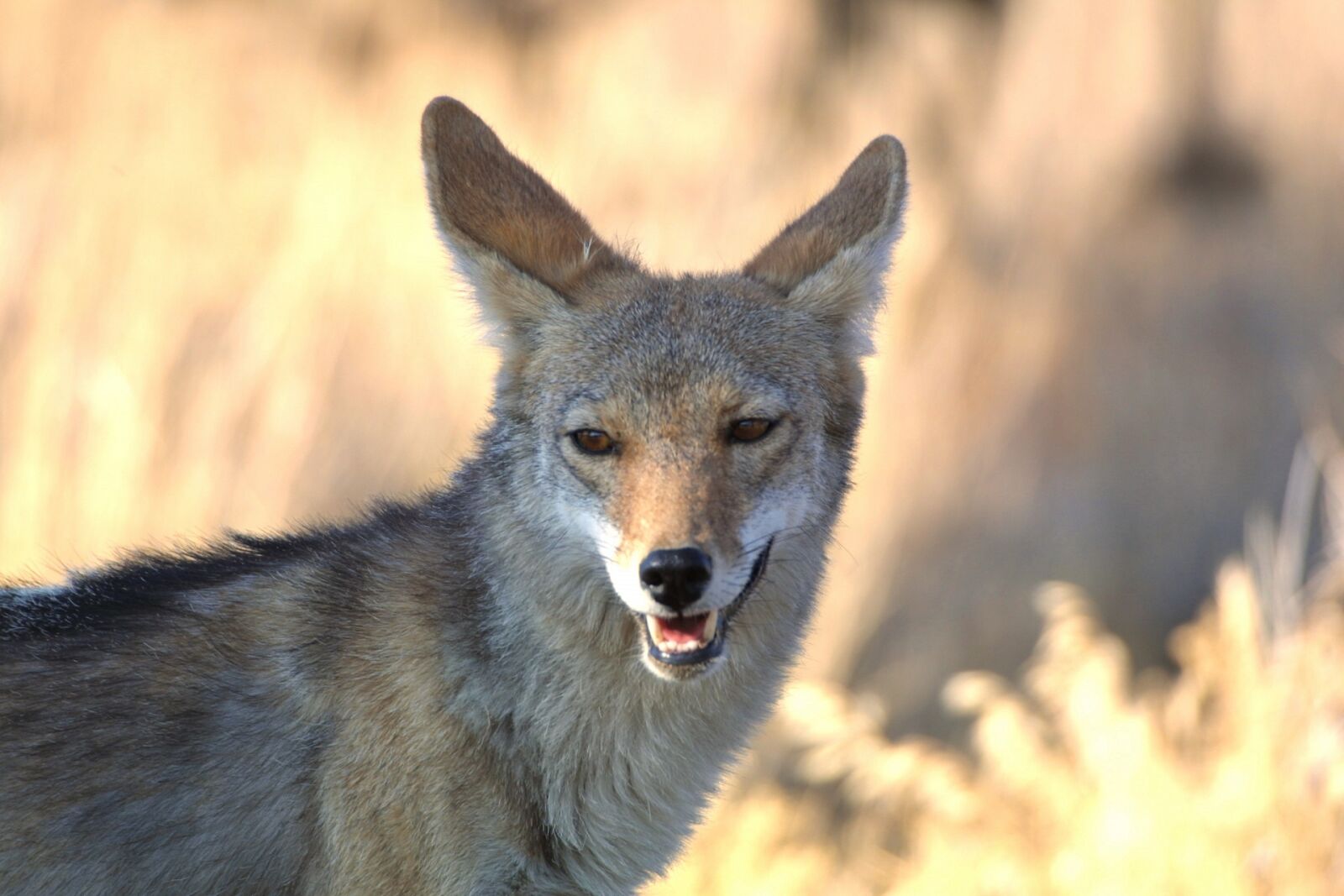 Canon EOS D30 sample photo. Coyote, wildlife, nature photography