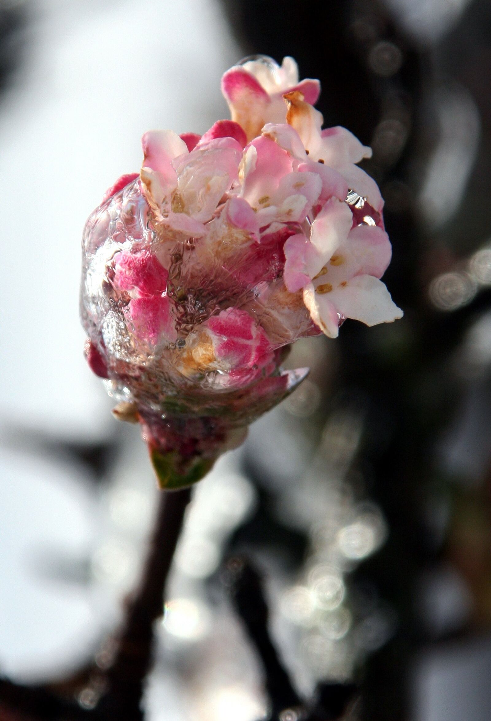Canon EOS 350D (EOS Digital Rebel XT / EOS Kiss Digital N) sample photo. Flower, jelly, cold photography