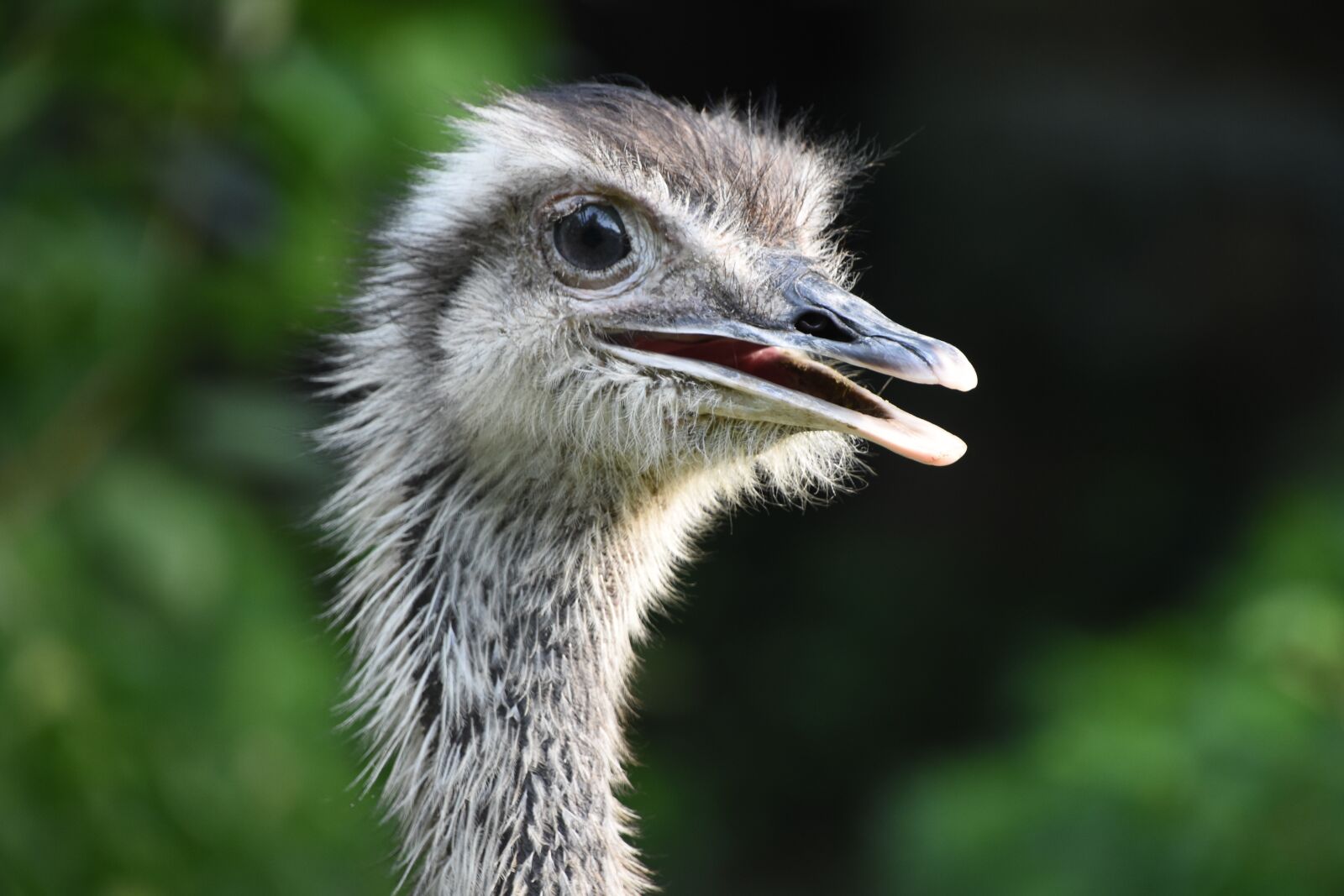 Nikon D7200 sample photo. The ostrich, rhea, profile photography
