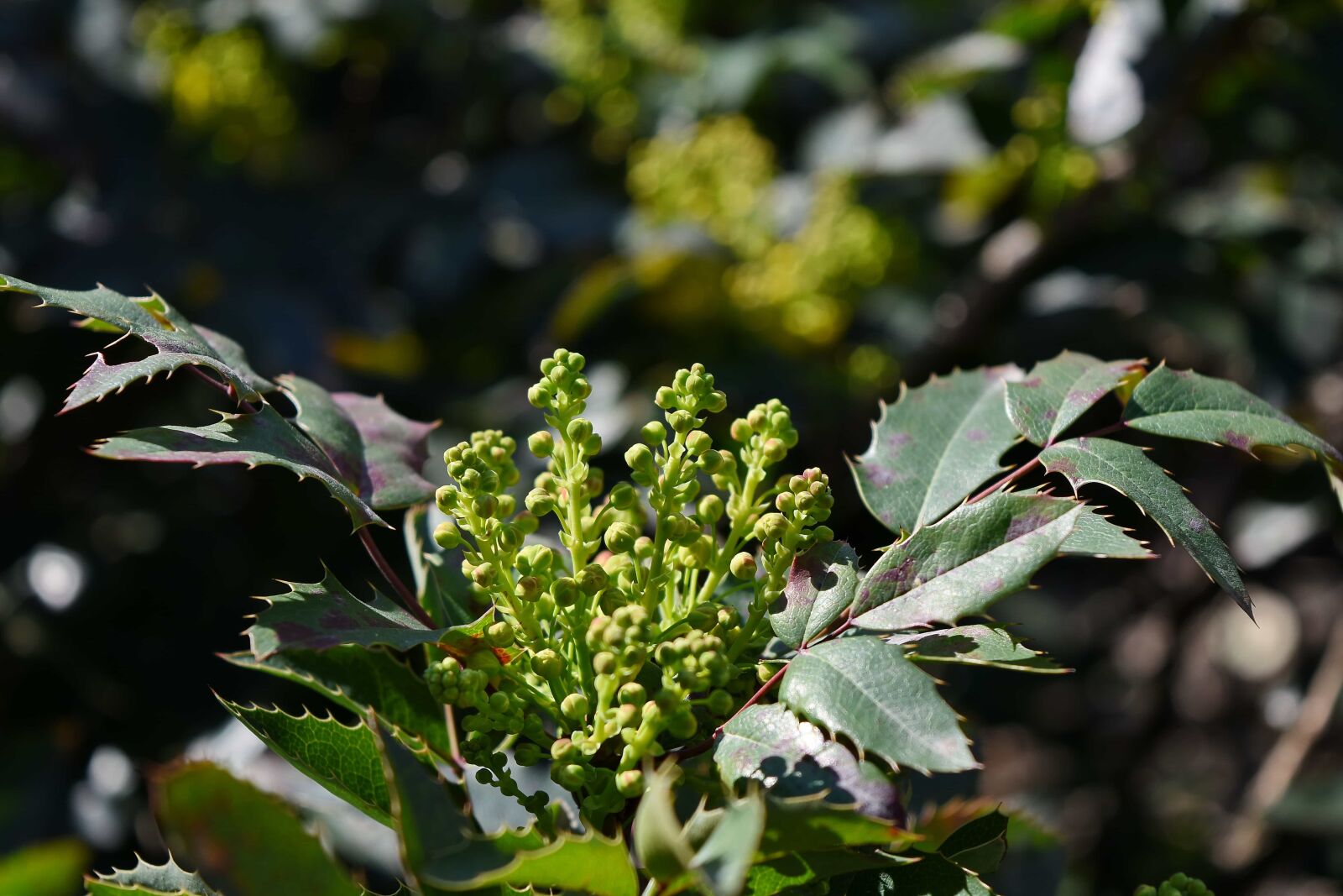 Nikon D5500 sample photo. Nature, leaf, flora, tree photography