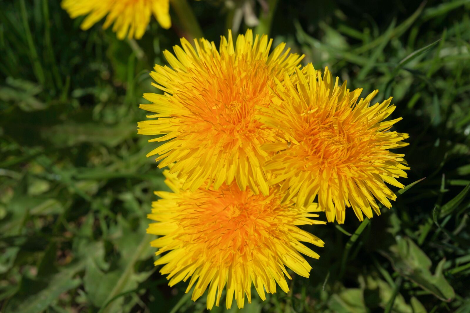 Sony FE 50mm F2.8 Macro sample photo. Dandelion, yellow, spring photography