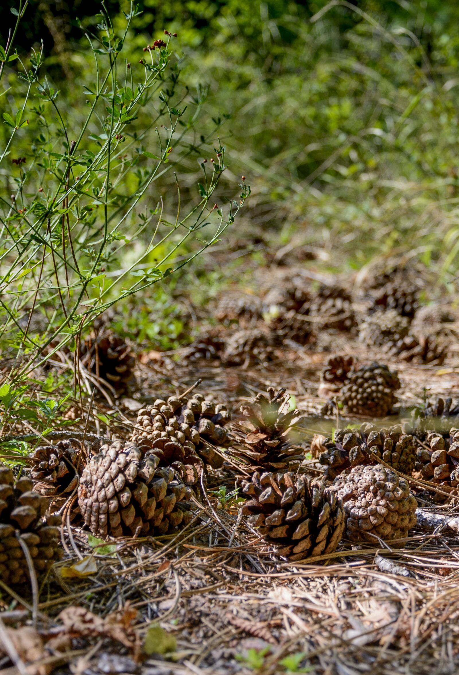 Nikon D7100 sample photo. Fir cone, green, nature photography
