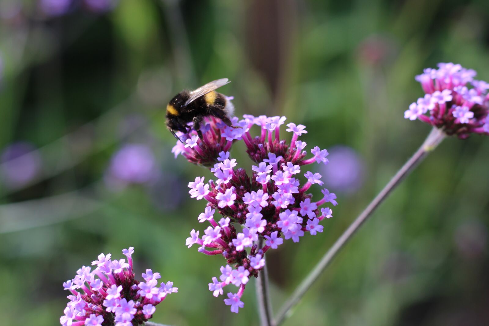 Canon EOS 1300D (EOS Rebel T6 / EOS Kiss X80) + Canon EF 50mm F1.8 STM sample photo. Bumble bee, bee, verbena photography