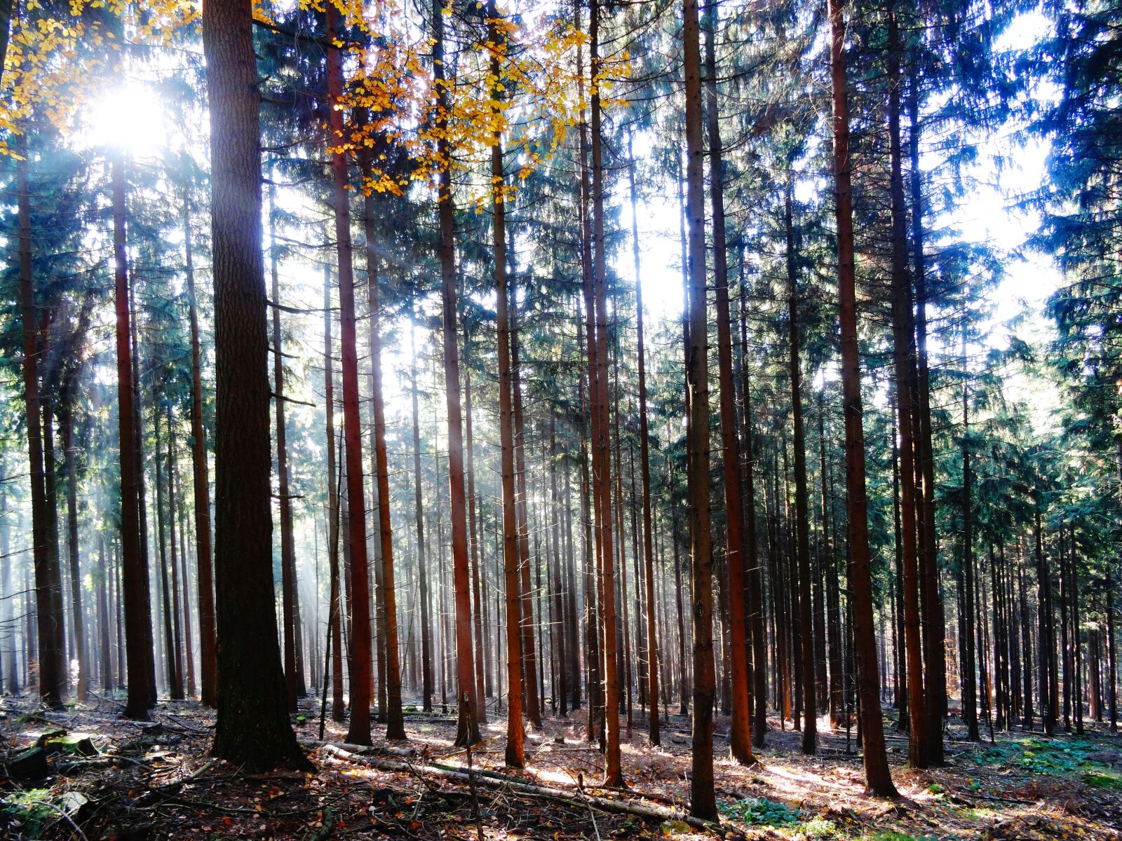 Sony Cyber-shot DSC-HX50V sample photo. Forest, trees, sunlight photography