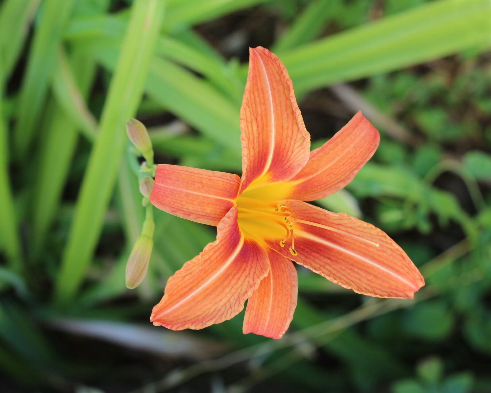 Canon EOS 700D (EOS Rebel T5i / EOS Kiss X7i) sample photo. Orange lily, lilly, lily photography