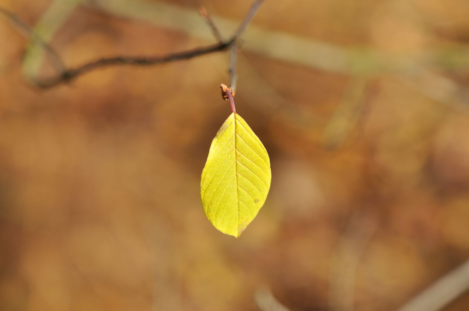 Nikon D5000 sample photo. Sheet, leaves, autumn photography