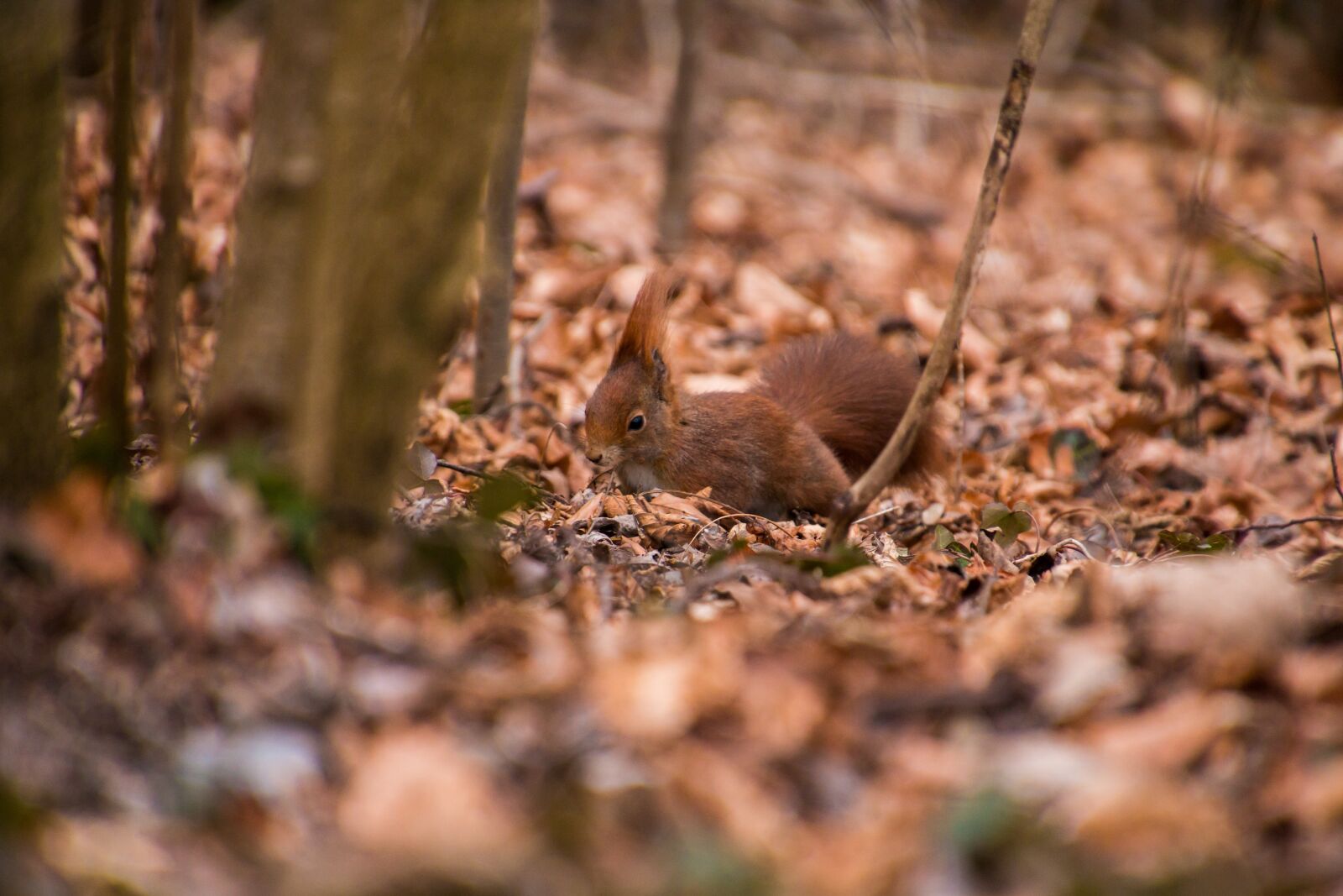 Canon EOS 70D sample photo. Squirrel, red, autumn photography