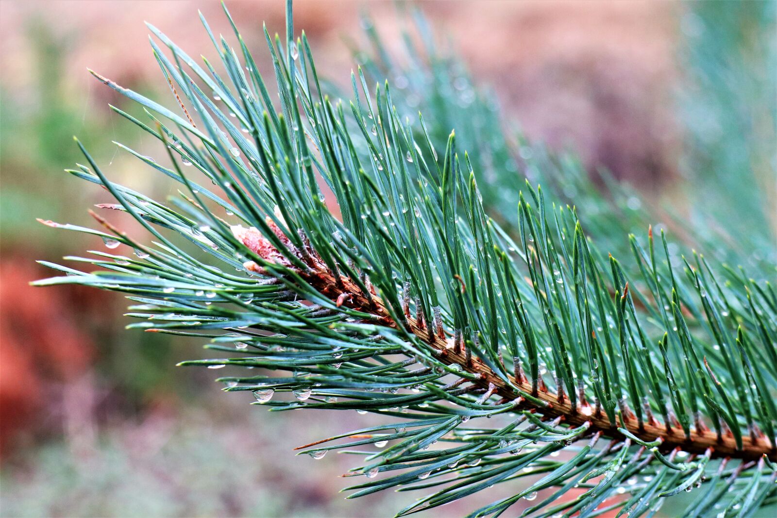 Canon EF-M 18-150mm F3.5-6.3 IS STM sample photo. Pine twig, needles, coniferous photography