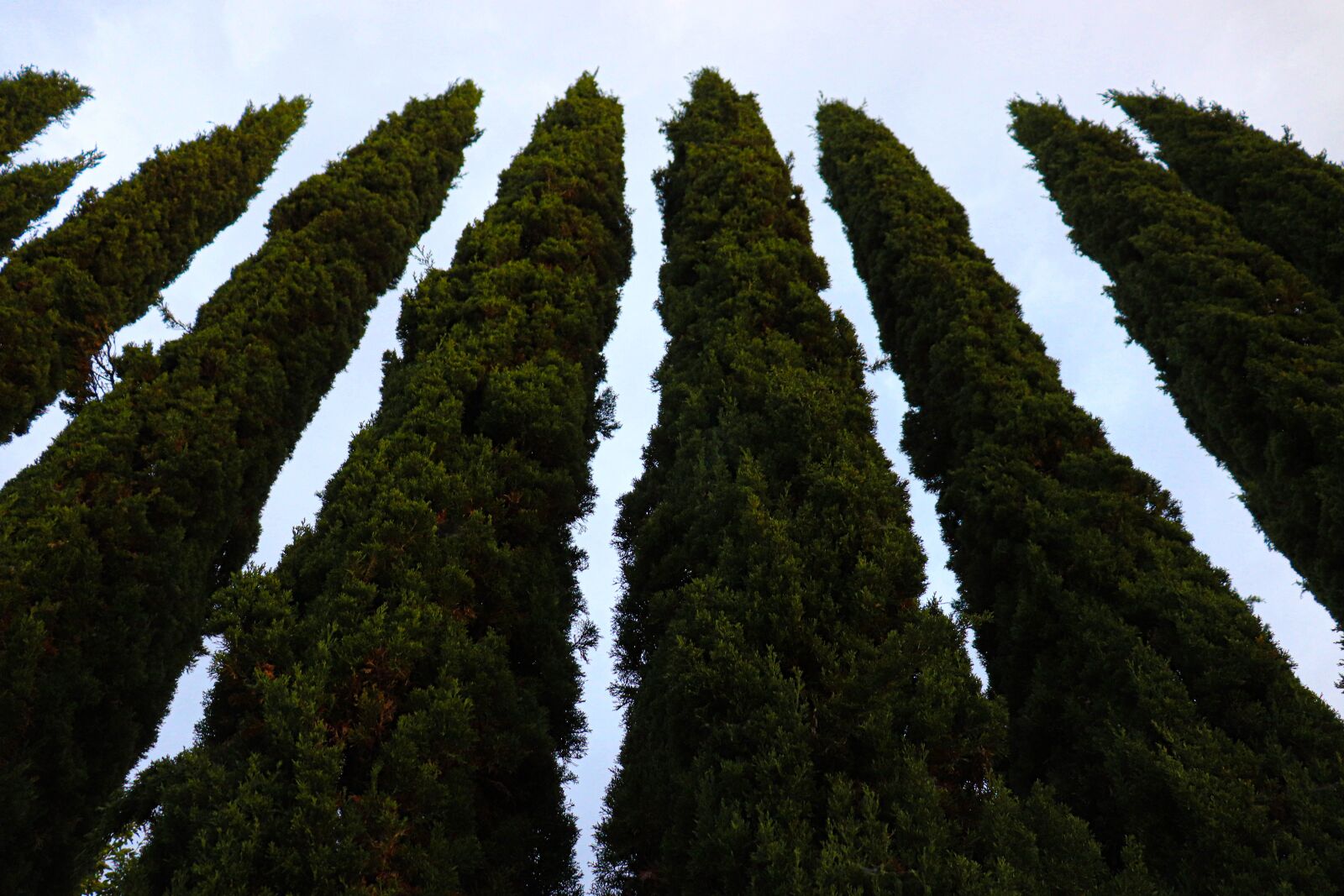 Canon EOS 200D (EOS Rebel SL2 / EOS Kiss X9) sample photo. Pine cipres, nature, tree photography