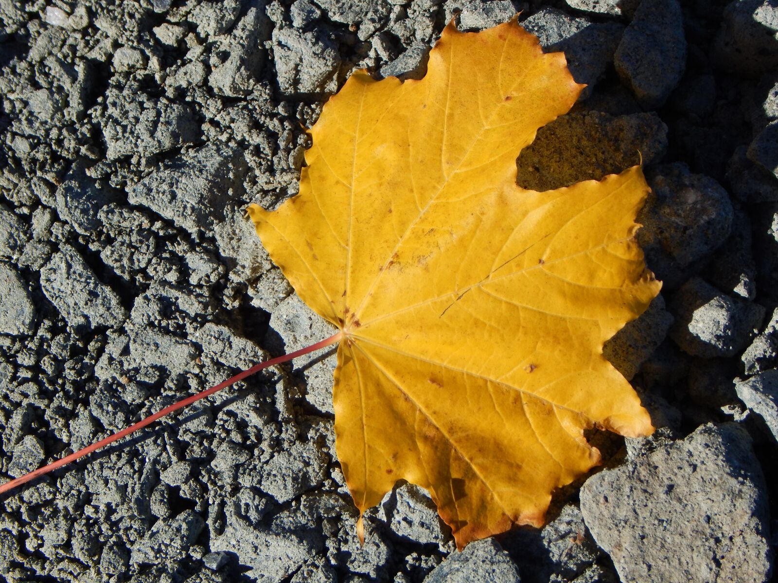 Nikon Coolpix L830 sample photo. Leaf, autumn, yellow photography