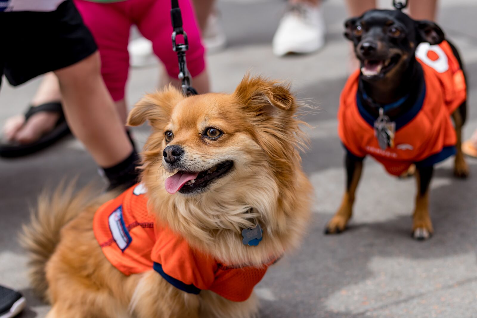 Canon EOS 80D + Canon EF 50mm F1.8 STM sample photo. Dogs, puppies, football photography