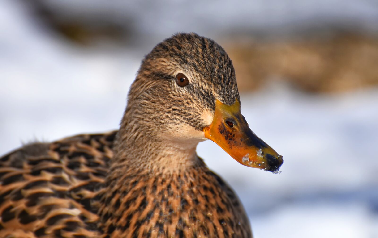 Nikon D7200 sample photo. Duck, mallard, snow photography