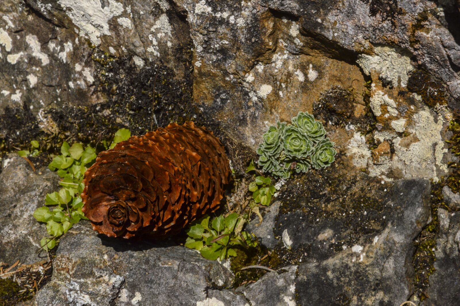 Nikon D3200 sample photo. Pine cones, tap, fir photography