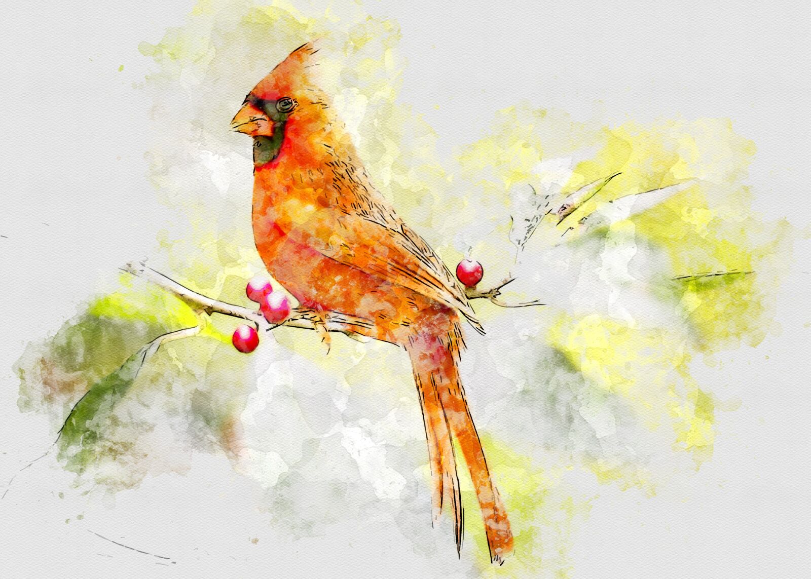 Canon EF 50mm F1.4 USM sample photo. Cardinal, bird, red photography