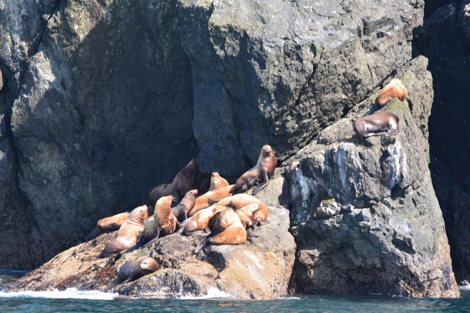 Nikon D5200 sample photo. Alaska, seward, wildlife photography