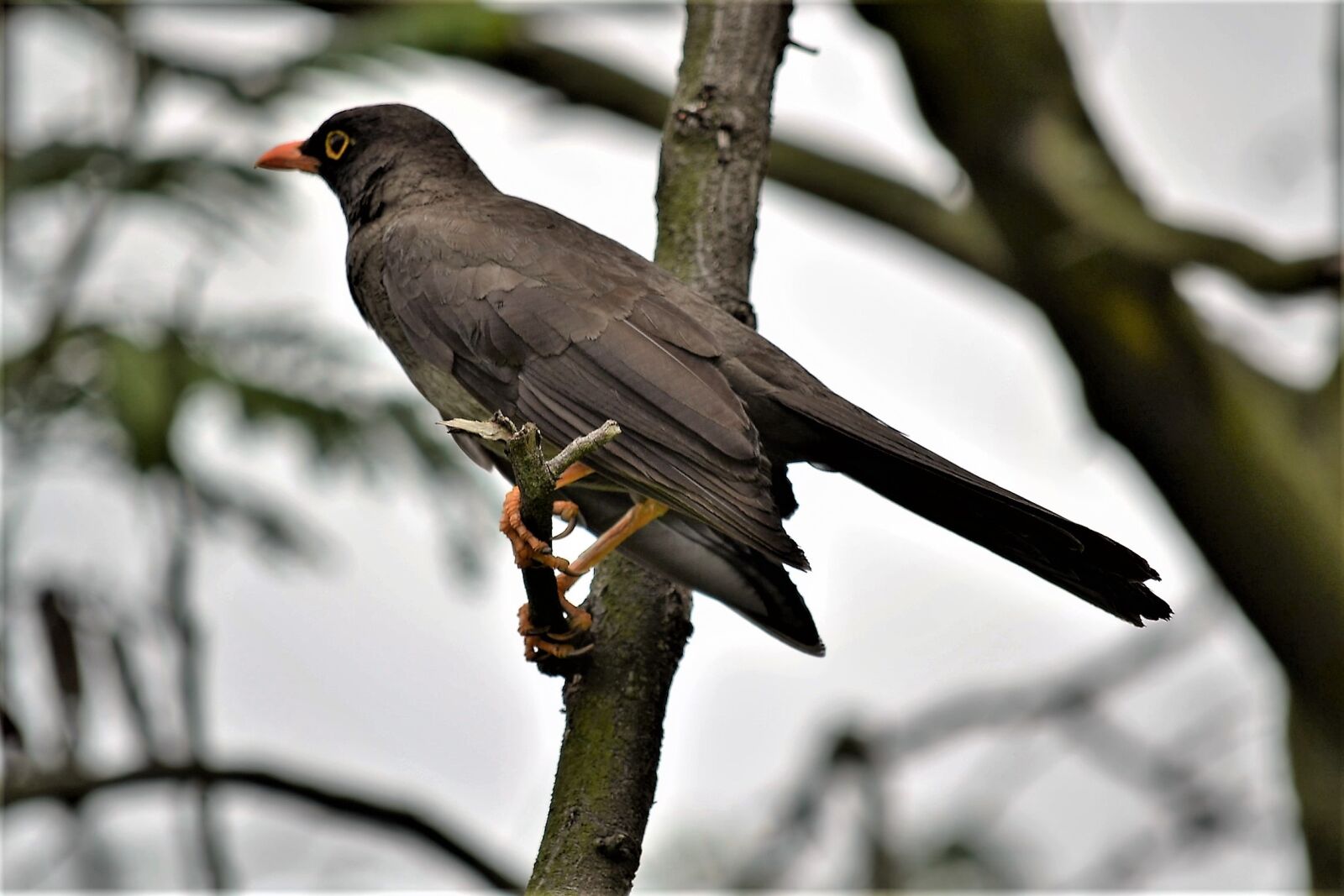 Nikon D3100 sample photo. Ave, bird, feathers photography