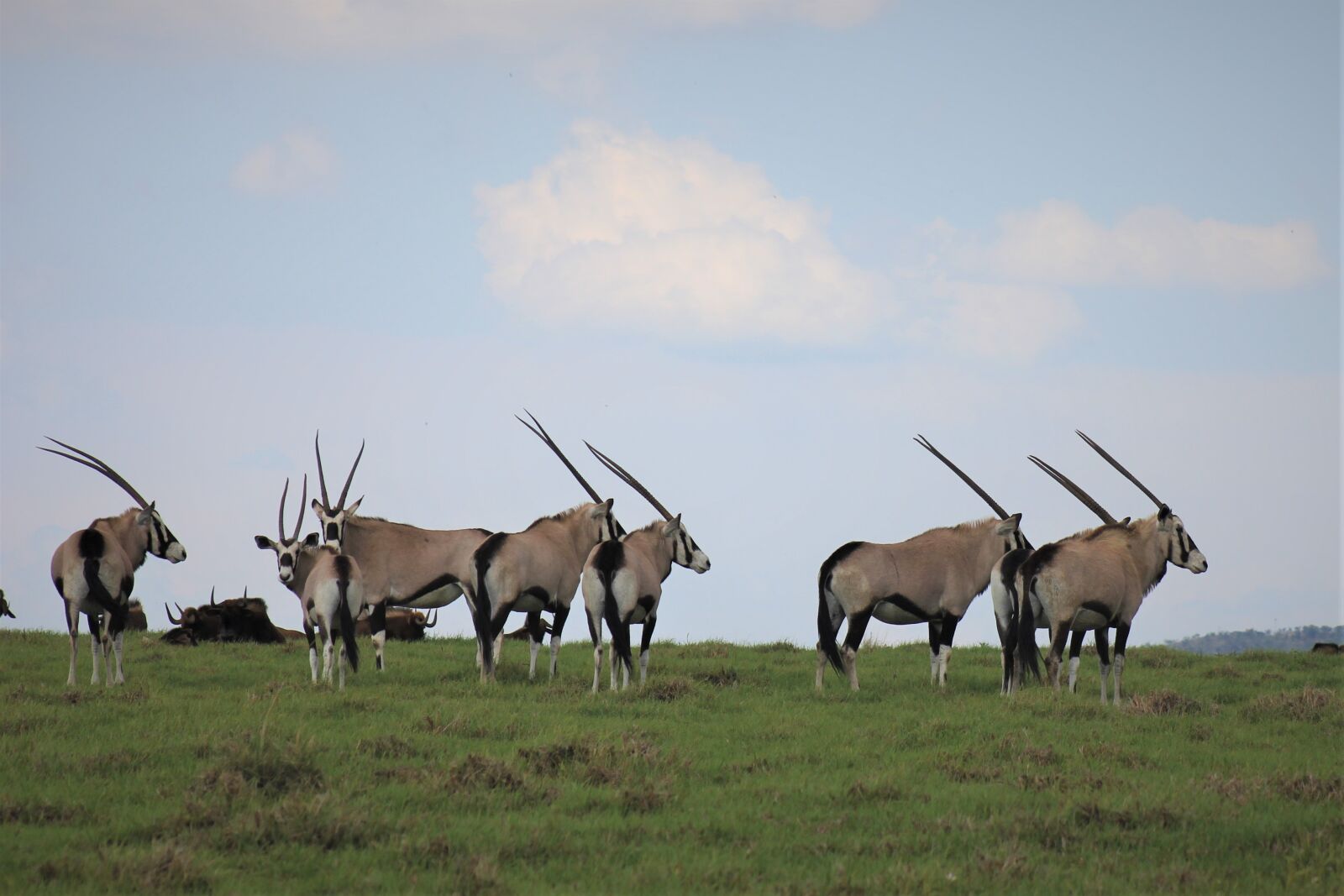 Canon EOS 60D sample photo. South, african, oryx photography