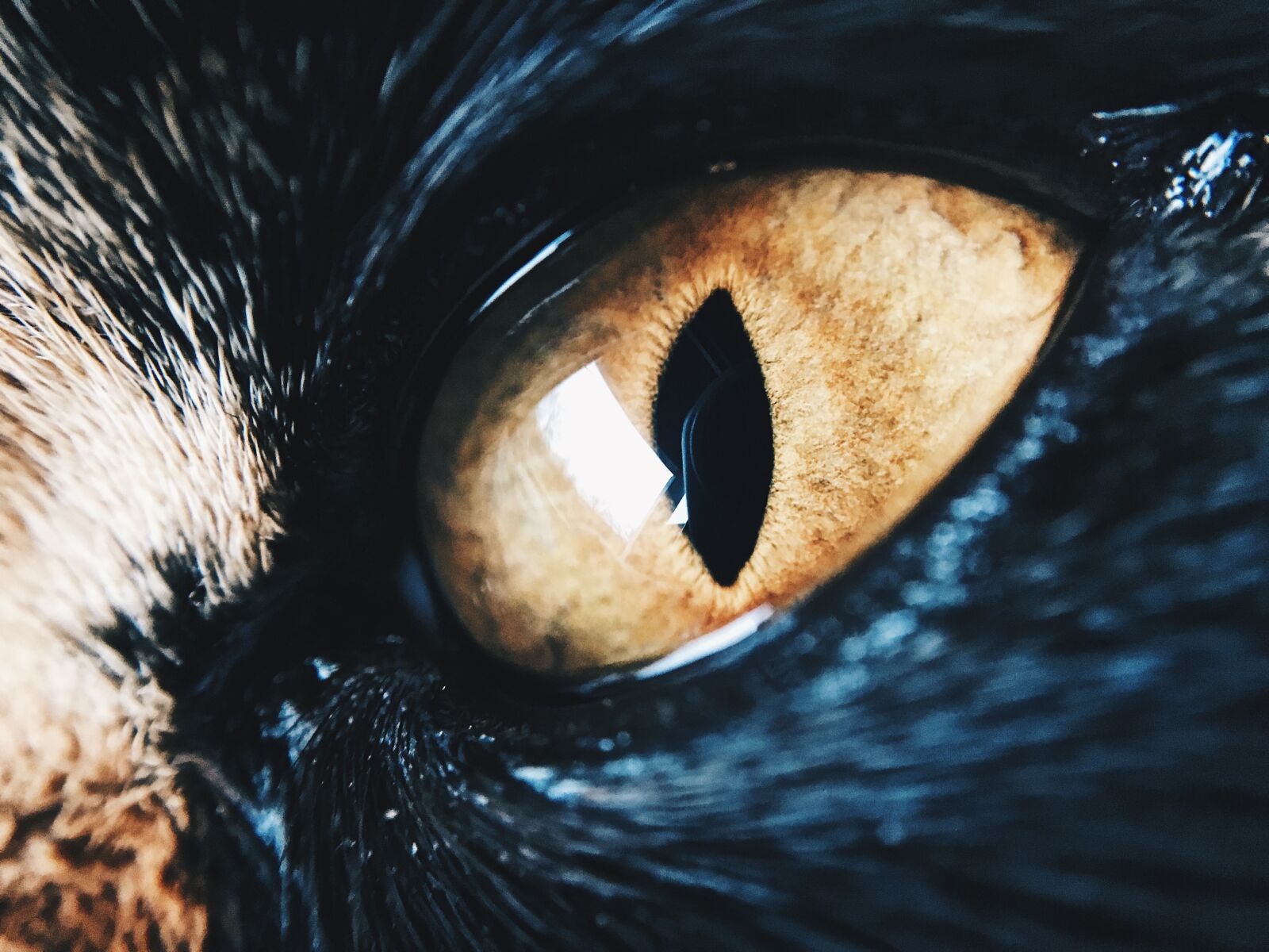 Apple iPhone 6s sample photo. Eye, cat, fur photography
