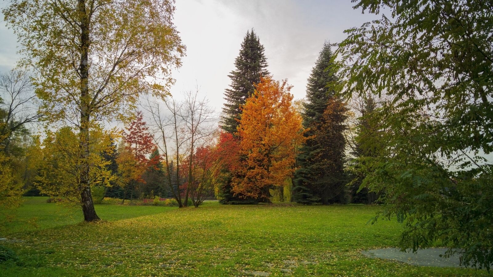 LG G4 sample photo. Park, tree, foliage photography