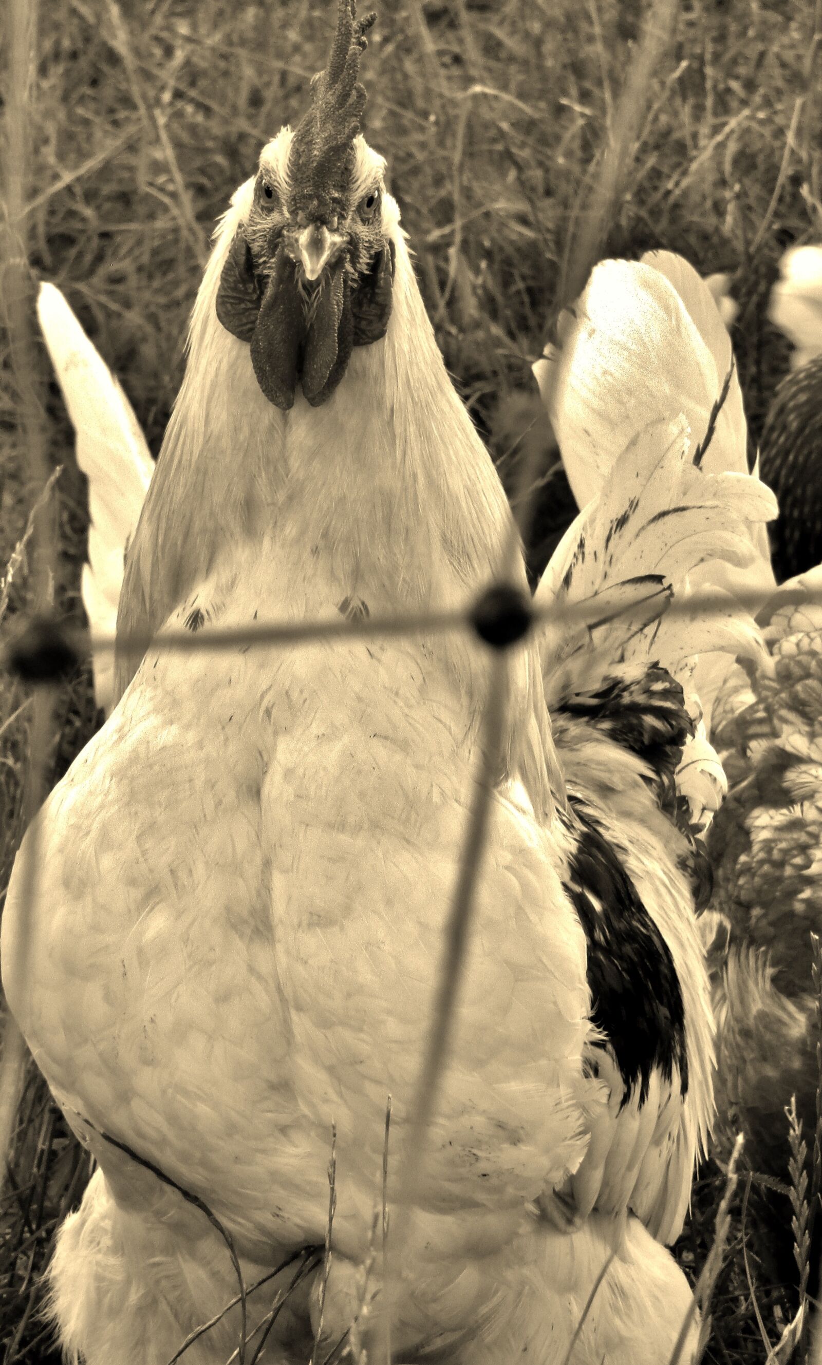 Canon POWERSHOT SX432 IS sample photo. Hahn, animal, the proud photography