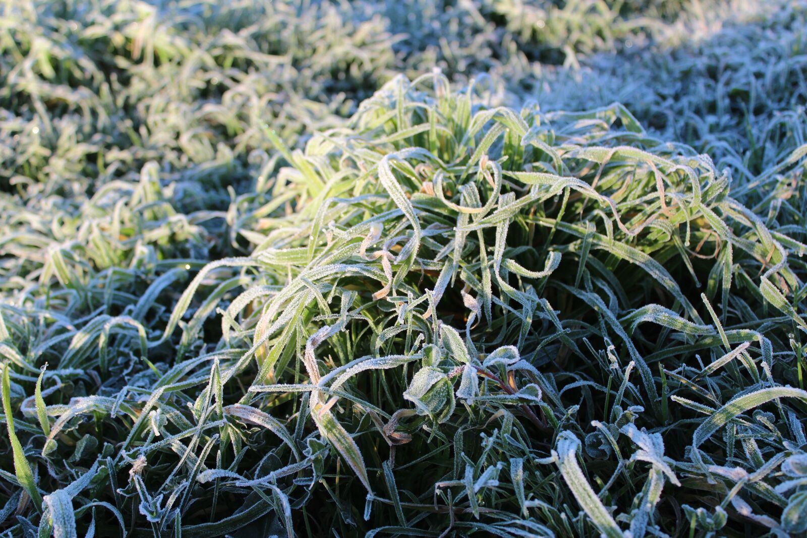 Canon EOS 600D (Rebel EOS T3i / EOS Kiss X5) sample photo. Grass, frost, green photography